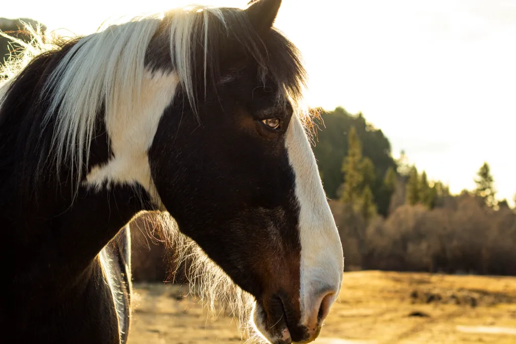 Curating a Life of Abundance