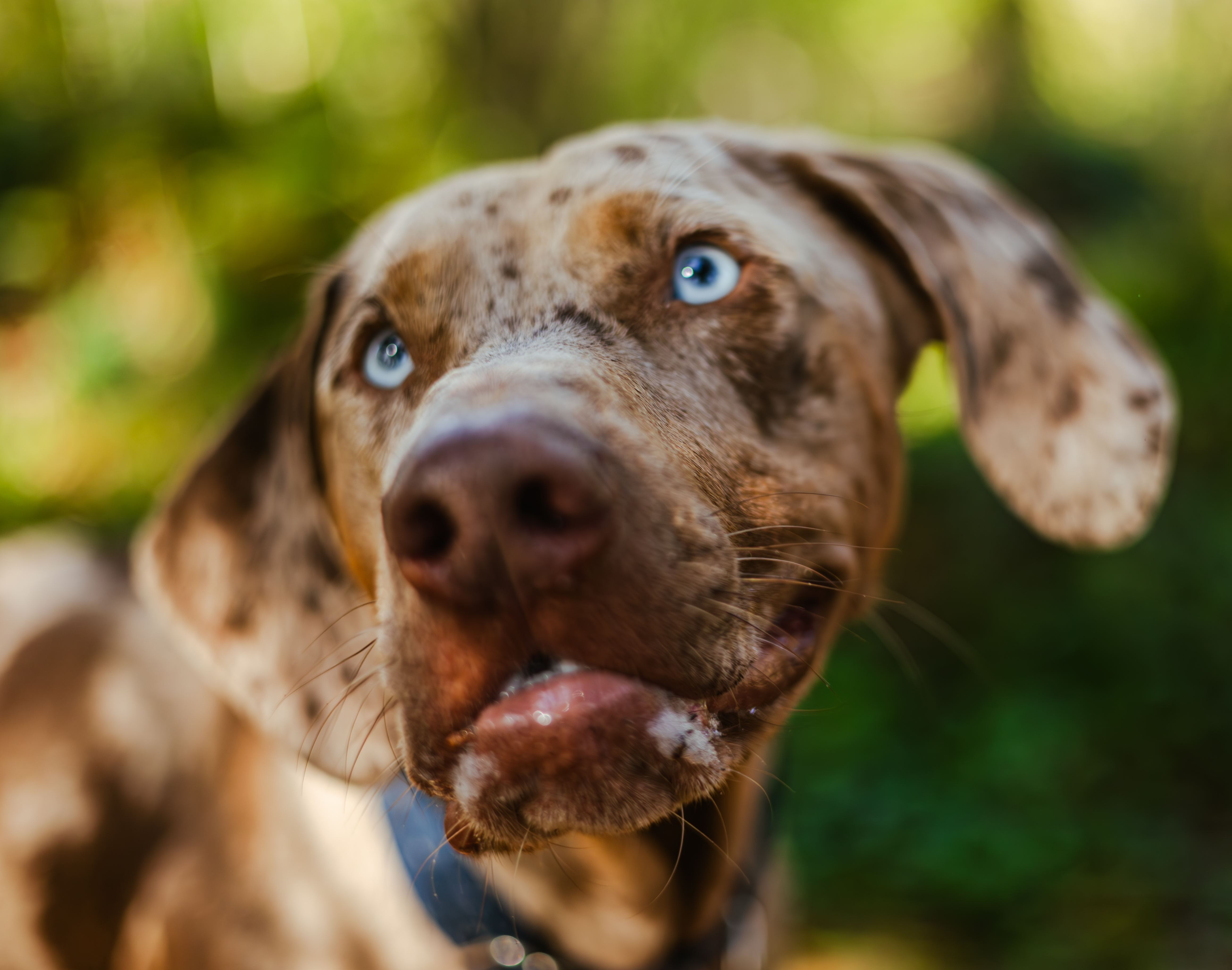 Poco Group Dog Walks | April