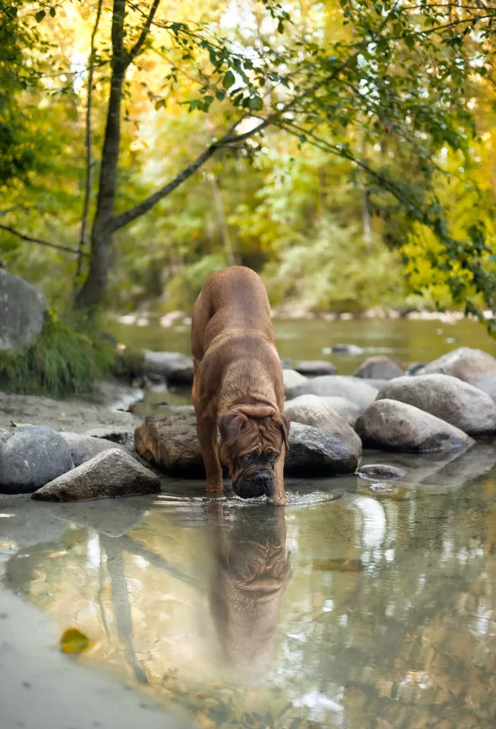 Stories of Fine Art Dog Photography